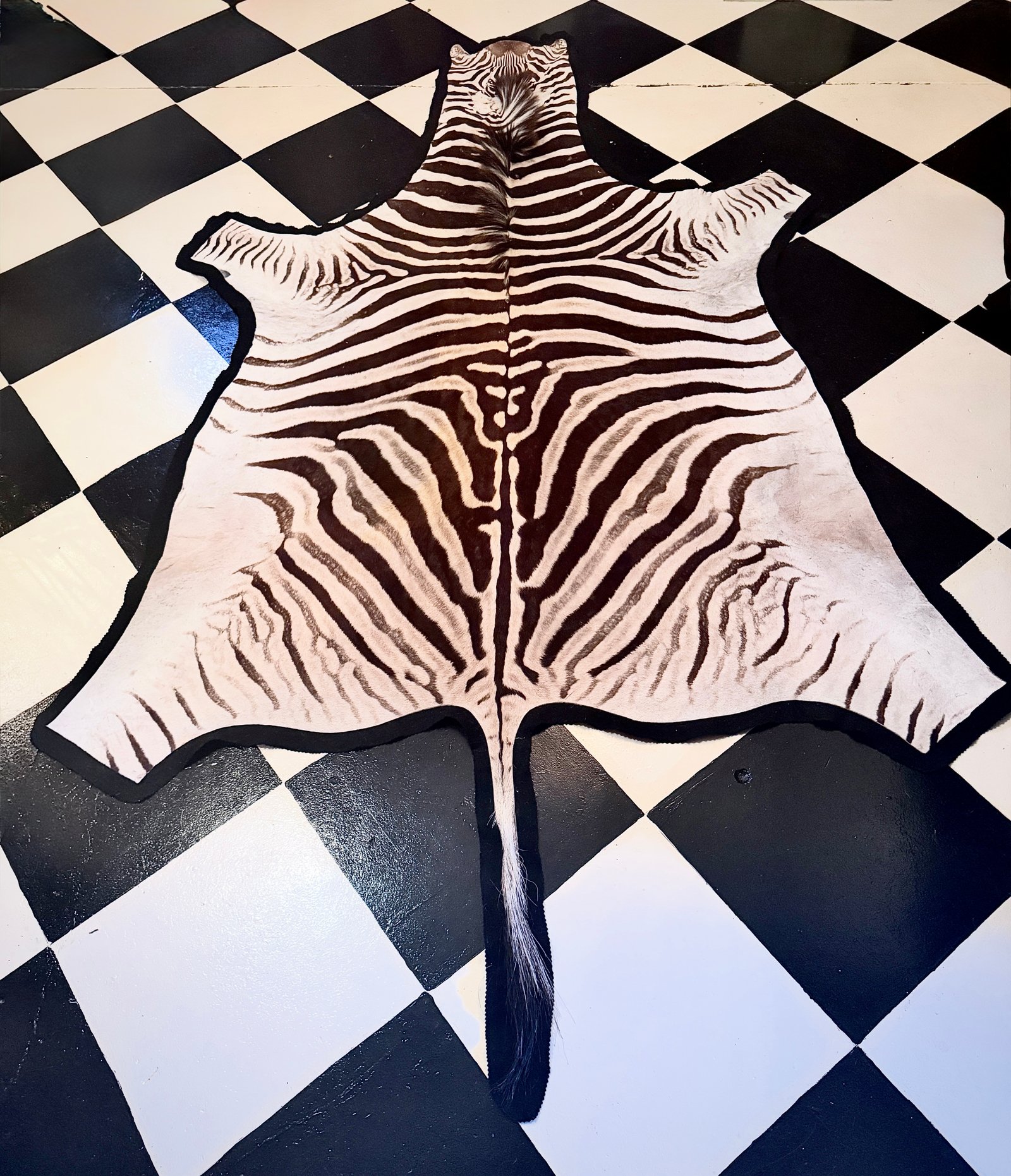 Zebra Hide Rug Premium Burchell’s (Trophy Grade) – Unused Condition